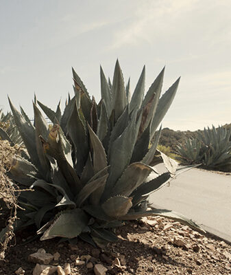 Cactus_ArroyoGrande_2012©CarolineChevalier