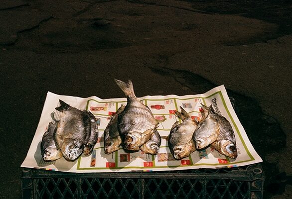 Still life with fishes