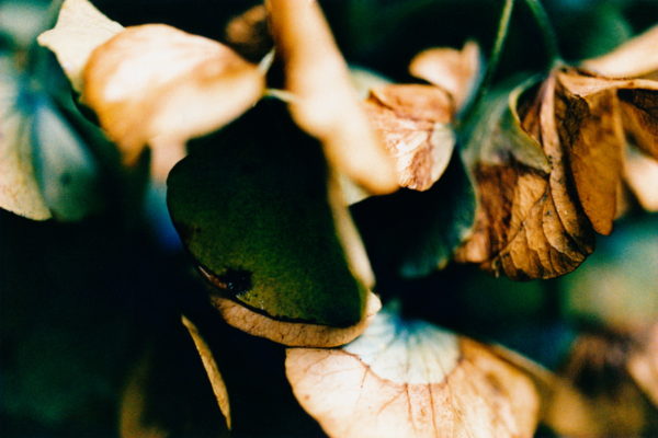 10_Eriko Koga_Asakusa Zenzai_Hydrangea_2006_24×36mm