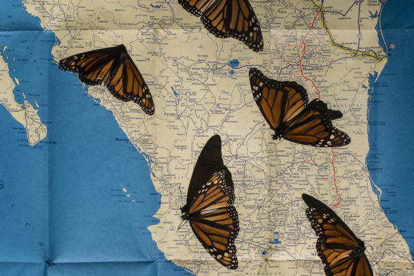 Every year millions of Monarca butterflies (Danaus Plexxipus) travel from Canada to an area in the woods of Michoacán (Mexico) to mate and spend their lives in warm temperatures. They make this journey once in their life, to ensure the strenght of the new generation and they create pone of the ost incredible natural phenomenons in the country.