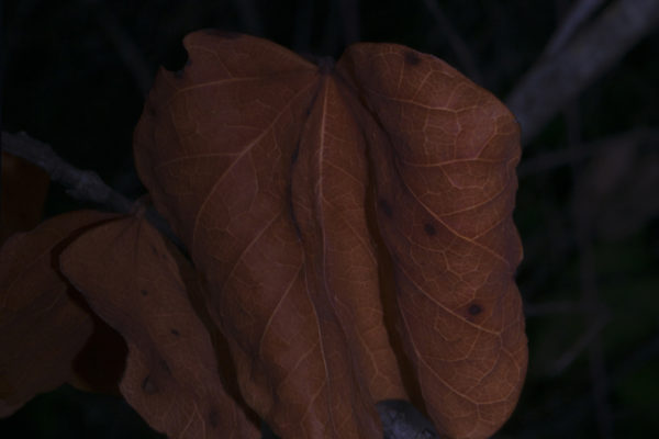 09_BundurakisElena_Leaf