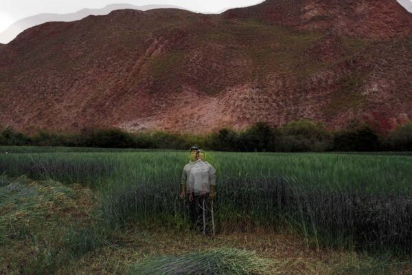 Ali Figuero, 18, works in a wheat field in the Sacred Valley near Cusco, in the Peruvian Andes. Over the past 10 years, farmers in this part of the country have experienced unpredictable weather patterns, with temperatures rising above average and seasonal patterns rapidly shifting, making crop growth uncertain. In spite of their frustration with these uncontrollable changes, farmers in the Sacred Valley maintain their indigenous belief in Pachamama — Mother Earth. In Inca mythology, Pachamama is a fertility goddess presiding over planting and harvesting with creative power to sustain life on earth.